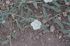 Malvella sagittifolia