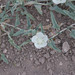 Malvella sagittifolia - Photo (c) Steve Jones, algunos derechos reservados (CC BY-NC), subido por Steve Jones