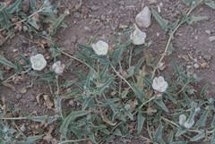 Malvella sagittifolia