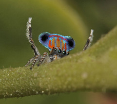 Maratus tasmanicus