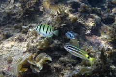 Abudefduf bengalensis