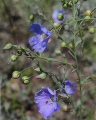 Linum perenne