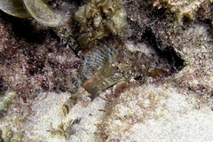 Centropogon australis