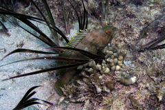 Epinephelus rivulatus