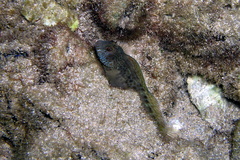 Parablennius intermedius