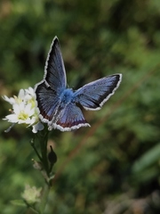 Plebejus idas