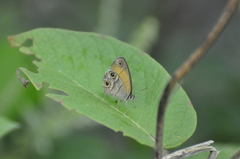 Pharneuptychia pharnabazos