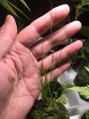 Juncus decipiens