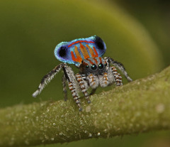 Maratus tasmanicus