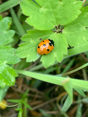 Coccinella septempunctata