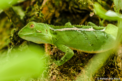 Enyalius iheringii