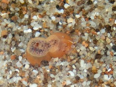 Mactromeris polynyma