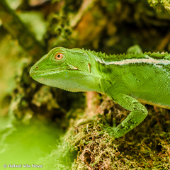 Enyalius iheringii