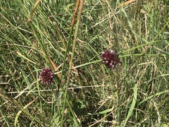 Allium vineale compactum