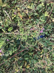 Desmodium scorpiurus