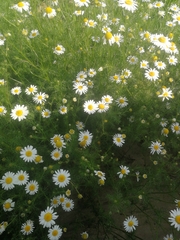 Tripleurospermum inodorum