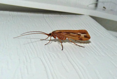 Limnephilus ornatus