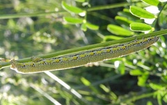 Lycia florentina