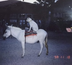 Equus asinus × caballus