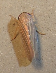 Chlorotettix necopinus