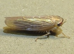 Chlorotettix necopinus