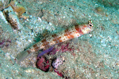 Amblyeleotris periophthalmus