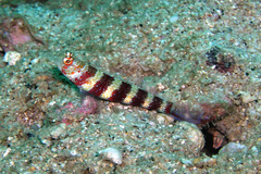 Amblyeleotris wheeleri