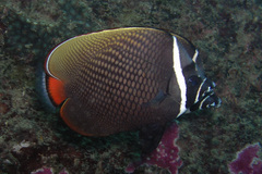 Chaetodon collare