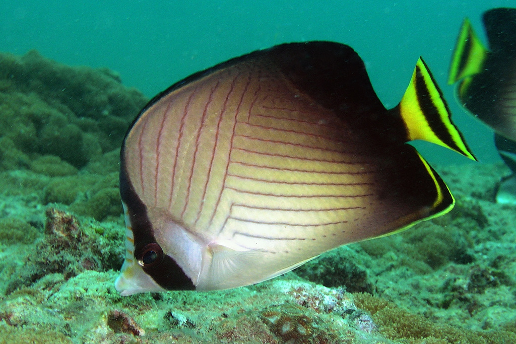 Indian Vagabond Butterflyfish
