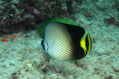 Chaetodon decussatus