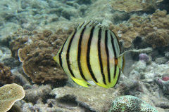 Chaetodon octofasciatus
