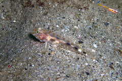 Fusigobius inframaculatus