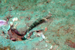 Cryptocentrus strigilliceps