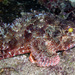 Painted Scorpionfish - Photo (c) Sascha Schulz, some rights reserved (CC BY-NC), uploaded by Sascha Schulz