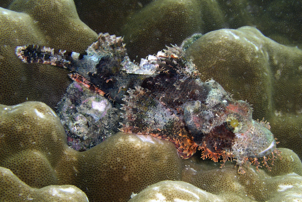 Tassled scorpionfish (Scorpaenopsis oxycephala) — Scorpaenidae