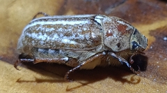 Anoxia australis