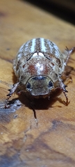 Anoxia australis