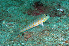 Valenciennea puellaris