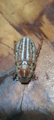 Anoxia australis