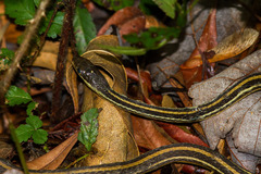 Thamnophis proximus proximus