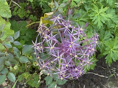 Allium giganteum