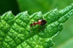 Anthelephila klapperichi