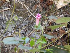 Angiospermae
