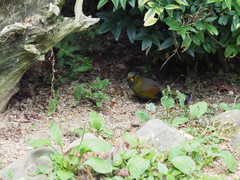 Liocichla steerii