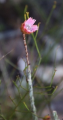 Edmondia