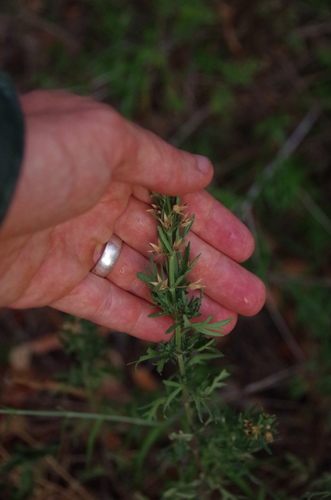 Image of Teucrium coahuilanum by (c) Eric Knight, some rights reserved (CC BY)