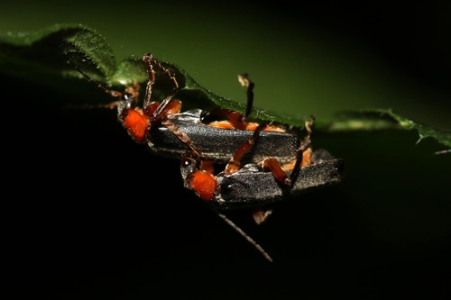 Cantharis pellucida nuotrauka