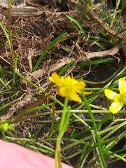 Ranunculus flammula filiformis