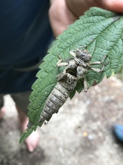 Cordulegaster boltonii