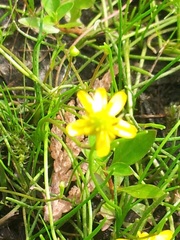 Ranunculus flammula filiformis